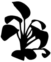bw-plant-03-01t.png