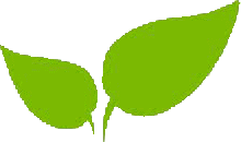 plant-05.png