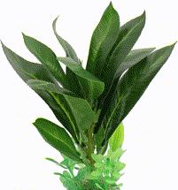 plant-10t.png
