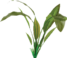 plant-12.png