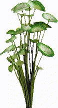 plant-14-01t.png